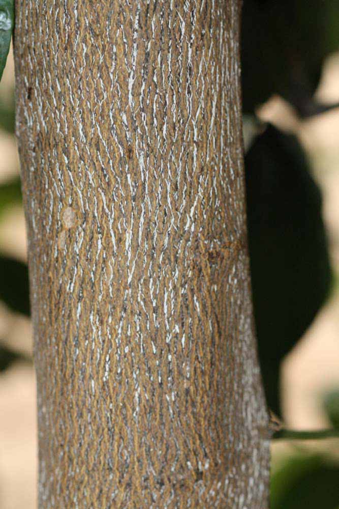            Bark (Riverside, CA)   